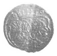denar 1622, Kraków, Aw: S pod koroną, Rw: Tarcze herbowe, Kop. III.3a. -RR-, Cz. 1443 Rl.