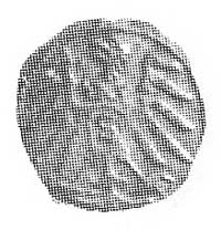 denar 1559, Królewiec, Aw: A, Rw: Orzeł pruski, 