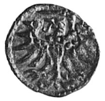 denar 1555, Elbląg, Aw: Orzeł Prus Królewskich, 