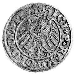 szeląg 1531, Elbląg, ciekawa odmiana napisu na awersie SIGI P REX..., Kurp.-, Gum. 580.