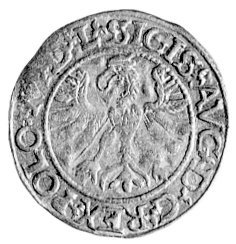 półgrosz 1566, Tykocin, odmiana z dużym herbem Jastrzębiec, Kurp. 750 R4, Gum. 607, T. 12, w tym stanie zachowania bardzo rzadka moneta.