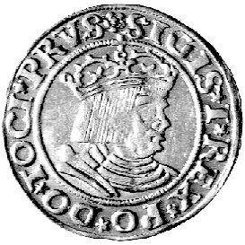 grosz 1530, Toruń, Kurp. 276 R, Gum. 526, ręka z
