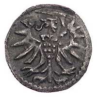denar 1555, Elbląg, Kurp. 989 (R3), Gum. 654, T.
