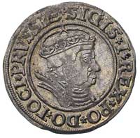 grosz 1535 Toruń, ładna, centrycznie wybita mone