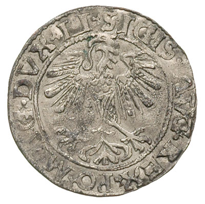 fałszerstwo z epoki półgrosza 1565, Wilno, odmiana bez herbu Topór, T. 8, srebro 1.05 g, duża rzadkość