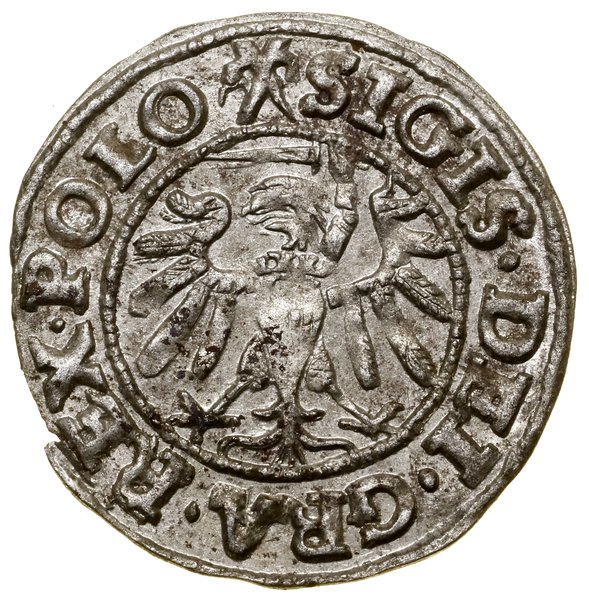 Szeląg, 1539, Gdańsk; w legendzie awersu POLO; B
