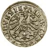 Szeląg, 1557, Królewiec; na awersie nad Orłem koniczyna; Kop. 3767 (R1), Slg. Marienburg 1215,  Vo..