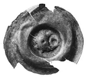 Dolny Śląsk, obol brakteatowy (2. poł. XIII w.): sześciolistna rozeta, obok pierścień, Fbg 988, 18.9 mm, 0.13 g.,egzemplarz wyszczerbiony lecz lepiej czytelny niż u Friedensburga