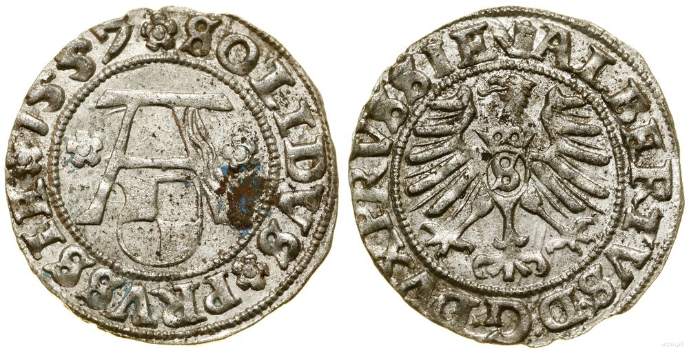 Prusy Książęce (1525–1657), szeląg, 1557