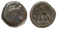 brąz AE-19 170-164 pne, Aleksandria, Aw: Głowa P