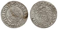 grosz 1537, Królewiec, Slg. Marienburg 1164