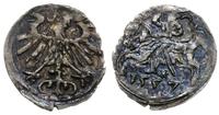denar 1557, Wilno, patyna, bardzo ładny, Cesnuli