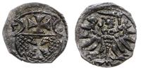 denar 1555, Elbląg, bardzo ładny, Kop. 7099 (R3)