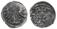denar 1555, Elbląg, ciemna patyna, Kop. 7099 (R3