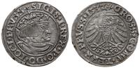 grosz 1532, Toruń, na awersie PRVSS, ładny egzem