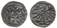 denar 1555, Elbląg, patyna, Kop. 7099 (R3), Pfau