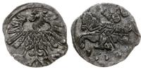 denar 1559, Wilno, Cesnulis-Ivanauskas 2SA19-8, 