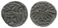 denar 1555, Elbląg, moneta w ciemnej patynie, Ko
