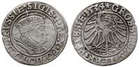 grosz 1534, Toruń, popiersie w czepcu i koronie,
