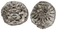 denar 1555, Gdańsk, nieco wytrawiony, CNG 81.VII