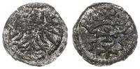 denar 1555, Gdańsk, CNG 81.VII, Kop. 7351 (R3), 
