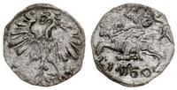 denar 1560, Wilno, rzadki rocznik, Cesnulis-Ivan