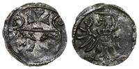 denar 1556, Elbląg, patyna, niedobity, Kop. 7100