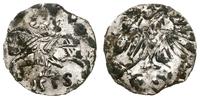 denar 1555, Wilno, zgięcie przy obrzeżu, ubytki 