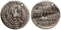 trojak 1529, Toruń, mała głowa króla w czepcu, T