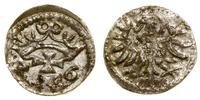 denar 1556, Gdańsk, bardzo ładny, CNG 81.VIII, K