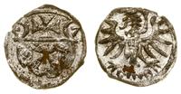 denar 1557, Elbląg, bardzo ładny połysk menniczy