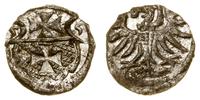 denar 1555, Elbląg, blask menniczy, bardzo ładni