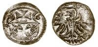 denar 1556, Elbląg, bardzo ładnie zachowany, CNC