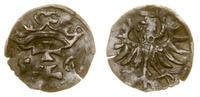 denar 1556, Gdańsk, rzadki rocznik, gięty, ciemn