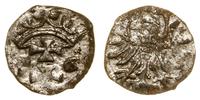 denar 1556, Gdańsk, z blaskiem menniczym, CNG 81