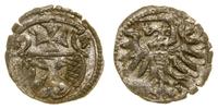 denar 1555, Elbląg, ładny, z blaskiem menniczym,