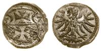 denar 1557, Elbląg, bardzo ładny, z blaskiem men