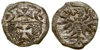 denar 1555, Elbląg, ładnie zachowany, patyna, bl