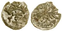 denar 1552, Gdańsk, bardzo rzadki rocznik, niewi