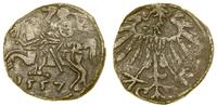 denar 1557, Wilno, dwa pasy na zadzie konia oraz