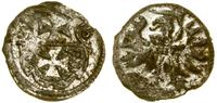 denar 1556, Elbląg, patyna, CNCE 233 (R3), Kop. 