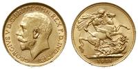 funt 1911, Londyn, złoto 7.98 g, Spink 3996