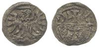 denar 1555, Elbląg