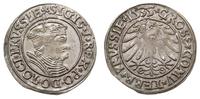 grosz 1535, Toruń, małe popiersie króla, końcówk