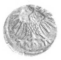 denar 1556, Wilno, Aw: Orzeł, Rw: Pogoń, Kop. I.