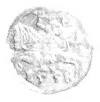 denar 1558, Wilno, Aw: Orzeł, Rw: Pogoń, Kop. I.