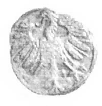 denar 1558, Wilno, Aw: Orzeł, Rw: Pogoń, Kop. I.