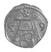 denar 1559, Królewiec, Aw: A, Rw: Orzeł pruski, Kop. I.3. -RR-, Cz. 6645 R6.
