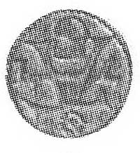 denar 1571, Królewiec, Aw: AF, Rw: Orzeł pruski, Kop. I.2 -RR-, Cz. 8698 R4.