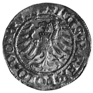szeląg 1532, Elbląg, Aw: Orzeł Ziem Pruskich i n